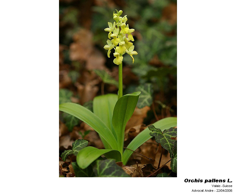 Orchis pallens L. #17907