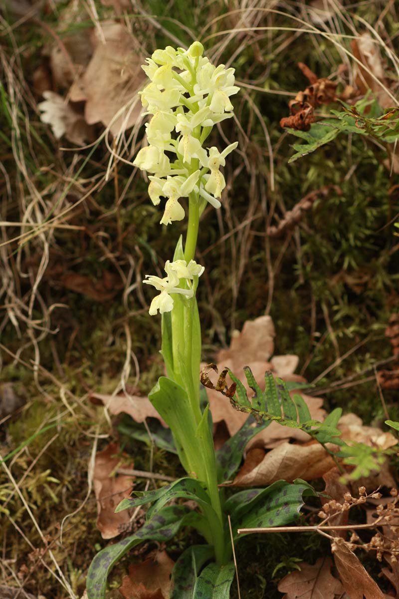 Orchis provincialis  Balbis #59138