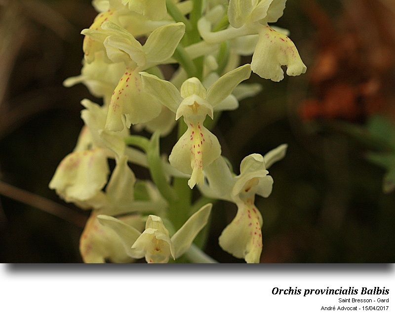 Orchis provincialis  Balbis #59139