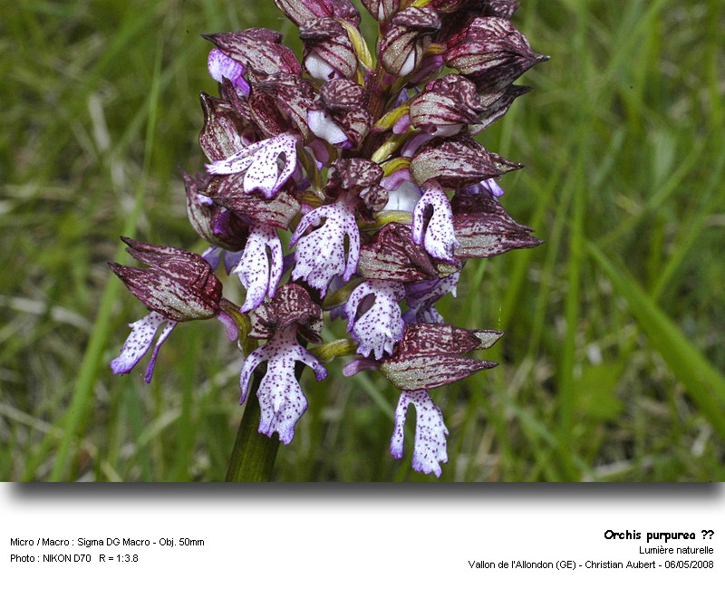 Orchis purpurea ?? #3851