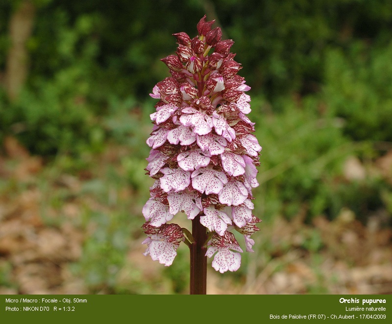 Orchis purpurea Huds. #10070