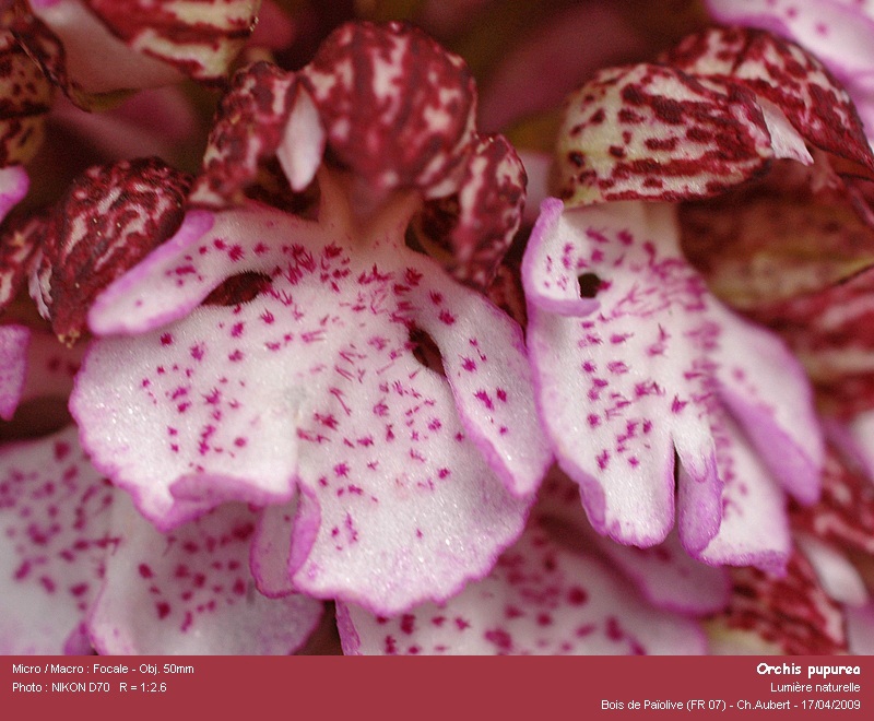 Orchis purpurea Huds. #10071