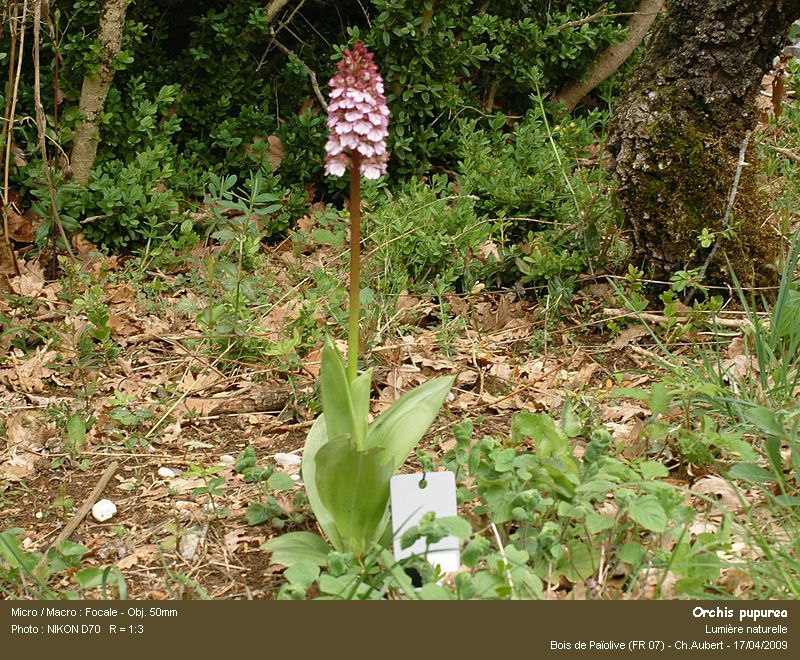 Orchis purpurea Huds. #10069
