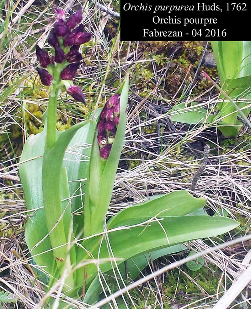 Orchis purpurea #44520