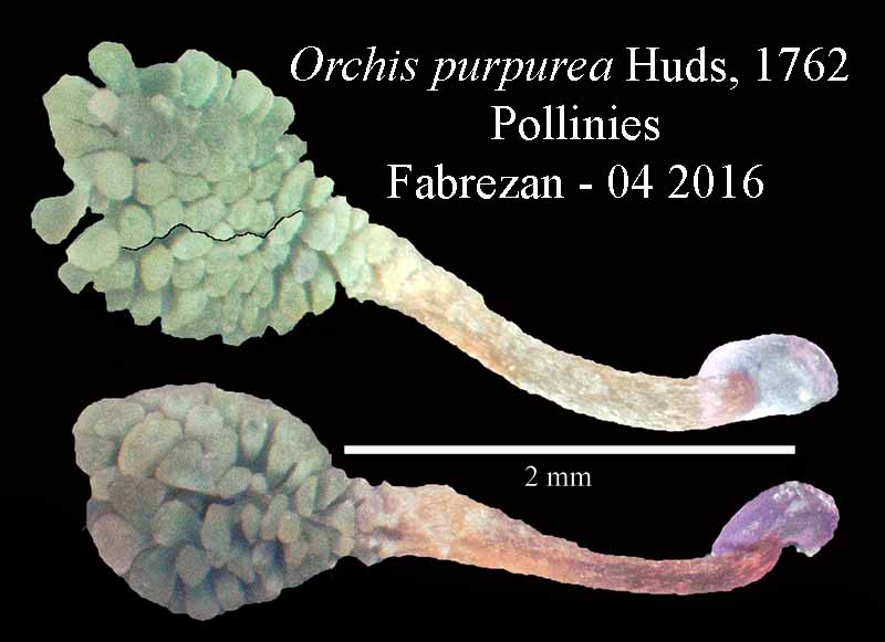 Orchis purpurea #44526