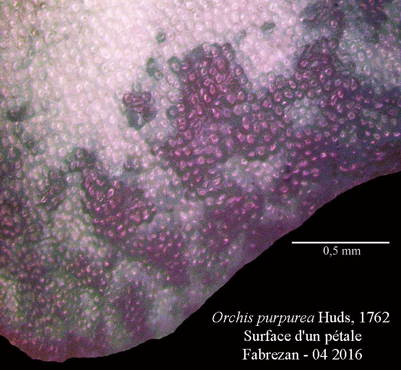 Orchis purpurea #44523