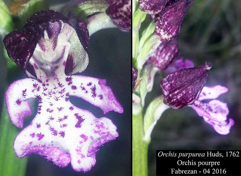Orchis purpurea #44522