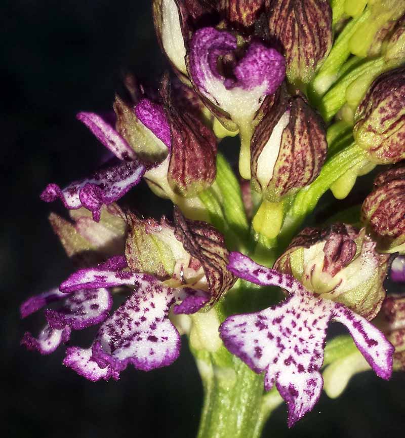 Orchis purpurea #49236