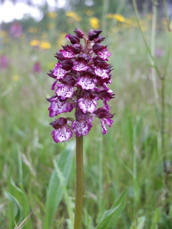 Orchis purpurea ?? #31307