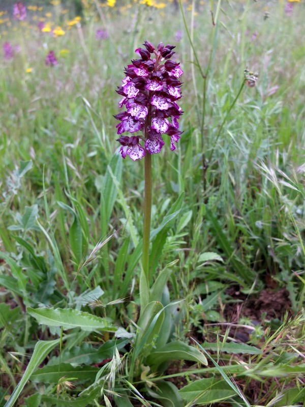 Orchis purpurea ?? #31306