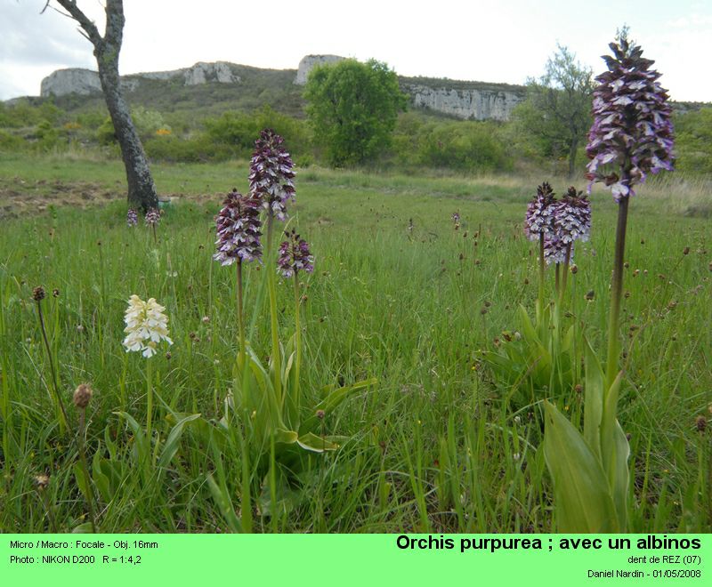 Orchis purpurea Hudson #3693