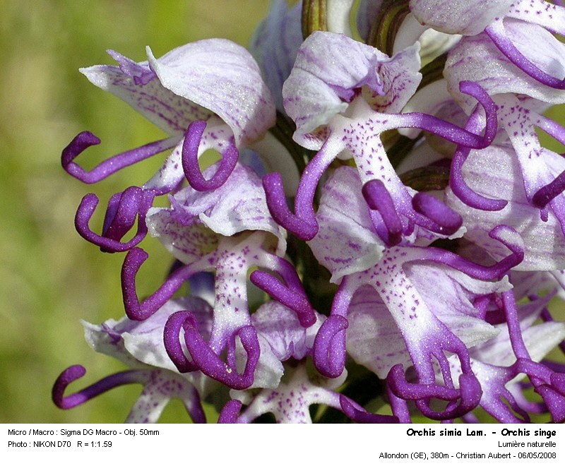 Orchis simia Lam. - Orchis singe (Orchidacées) #3881