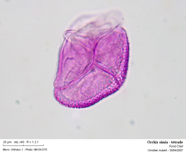 Orchis simia Lam. 1779 (Orchis singe) dissection d une fleur #1824