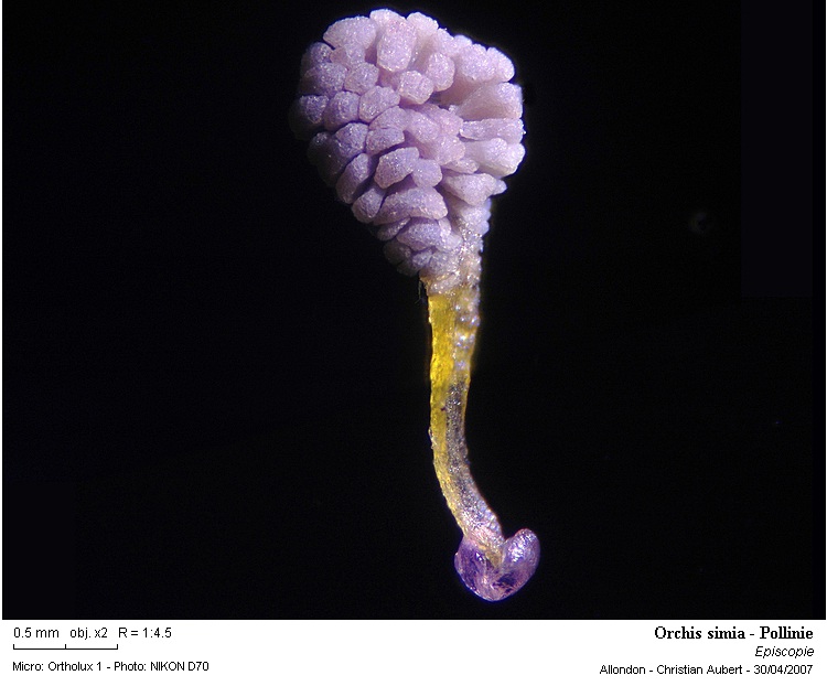 Orchis simia Lam. 1779 (Orchis singe) dissection d une fleur #1822