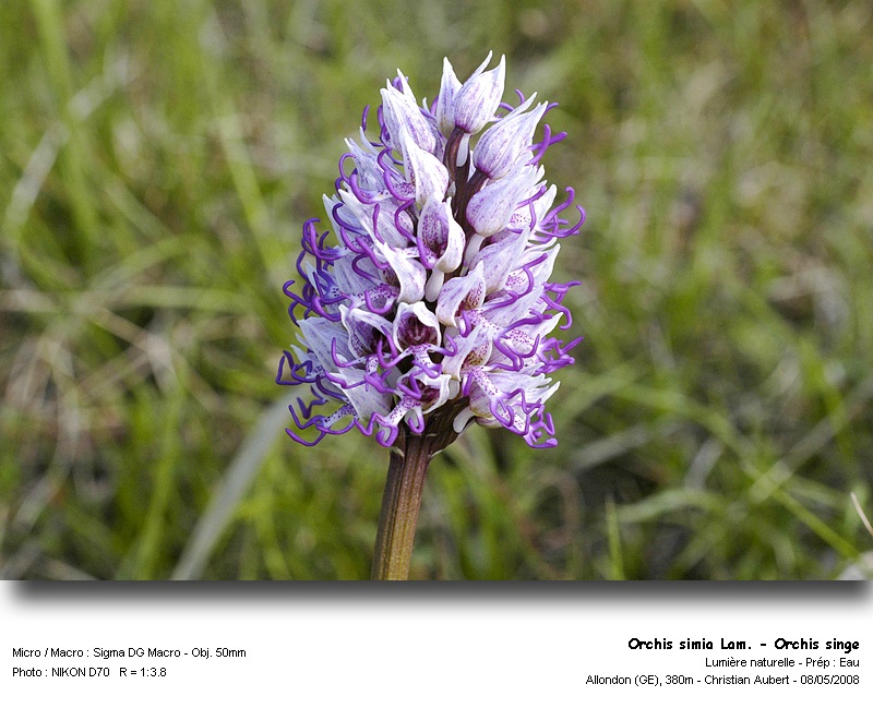 Orchis simia Lam. - Orchis singe (Orchidacées) #3879