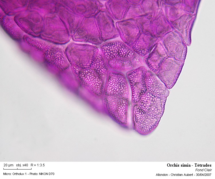 Orchis simia Lam. 1779 (Orchis singe) dissection d une fleur #1823