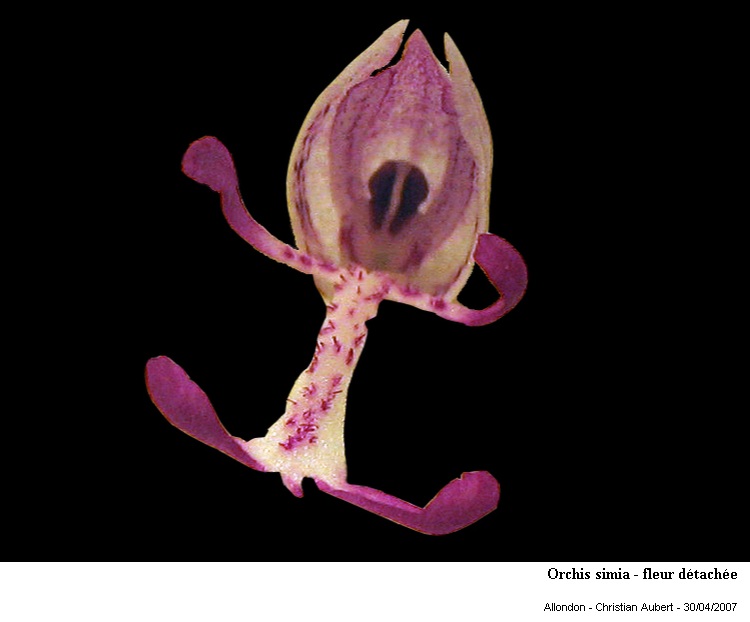 Orchis simia Lam. 1779 (Orchis singe) dissection d une fleur #1819