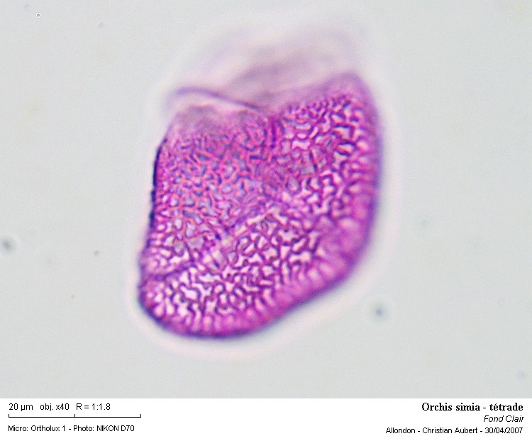 Orchis simia Lam. 1779 (Orchis singe) dissection d une fleur #1825