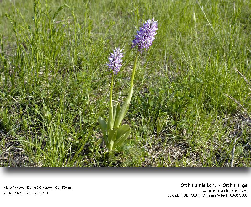 Orchis simia Lam. - Orchis singe (Orchidacées) #3878