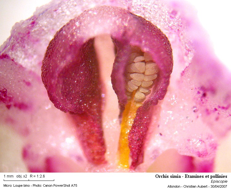 Orchis simia Lam. 1779 (Orchis singe) dissection d une fleur #1820