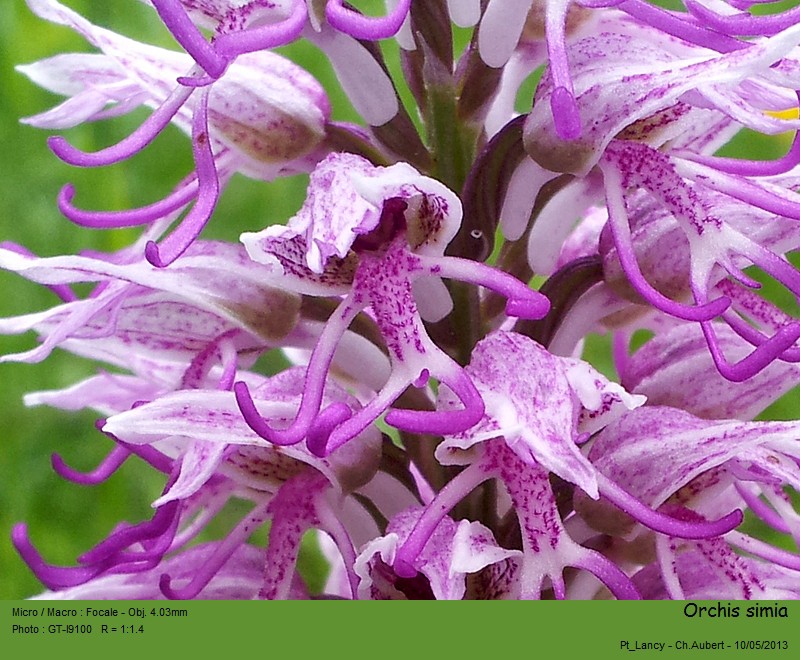 Orchis simia Lam. - Orchis singe (Orchidacées) #30994