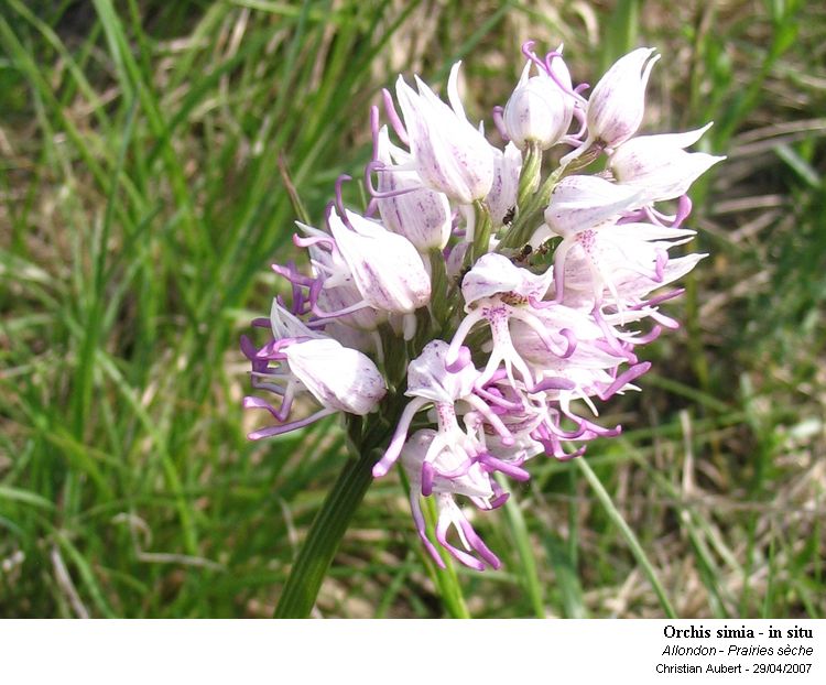 Orchis simia Lam. 1779 (Orchis singe) dissection d une fleur #1818