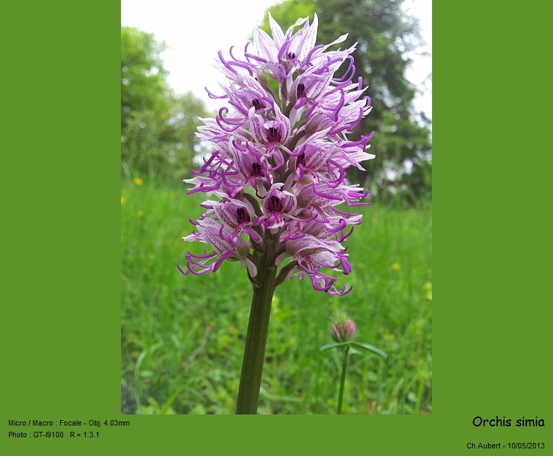 Orchis simia Lam. - Orchis singe (Orchidacées) #30992