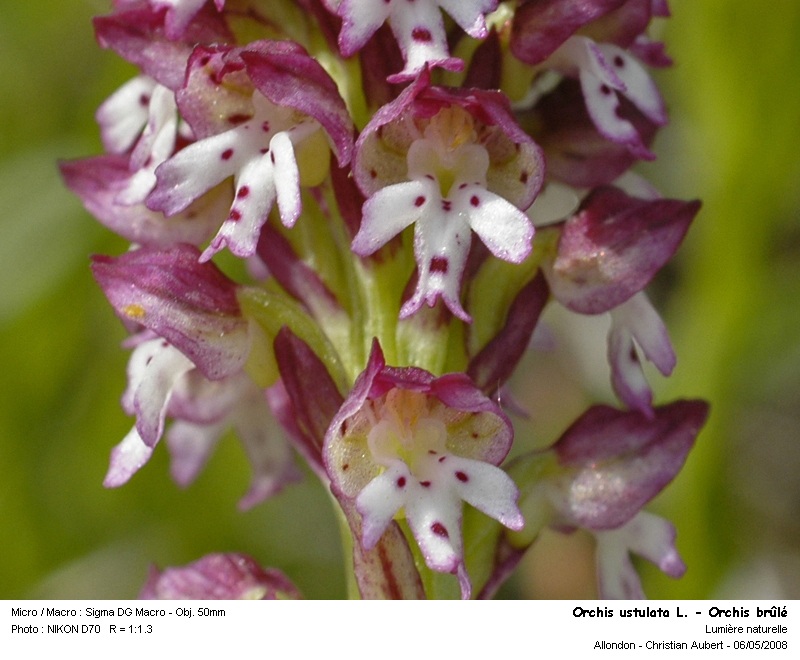 Orchis ustulata L. - Orchis brûlé (orchidacées) #3719