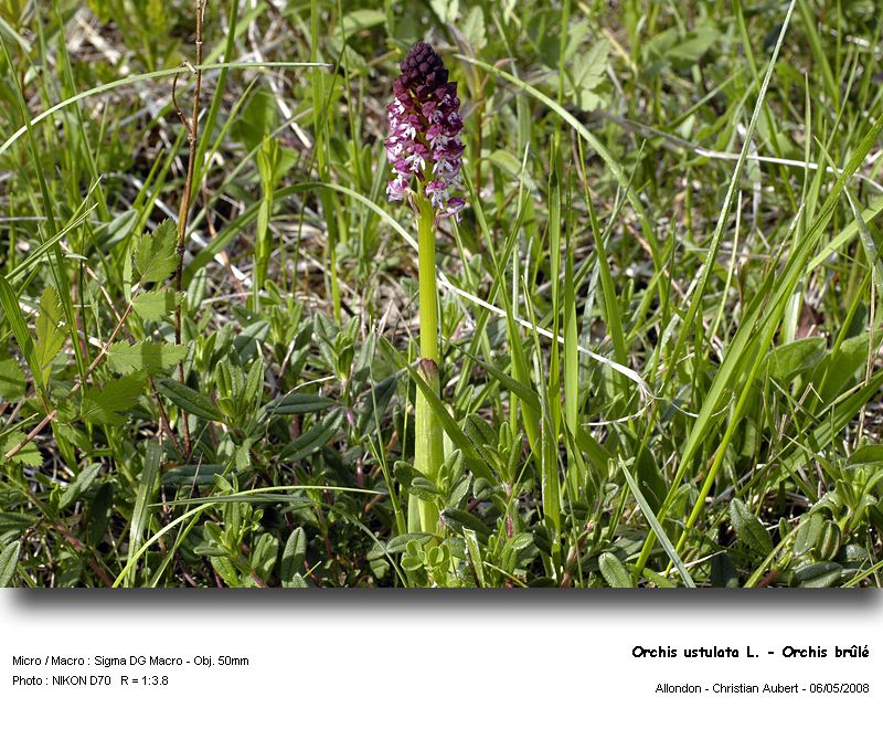 Orchis ustulata L. - Orchis brûlé (orchidacées) #3717