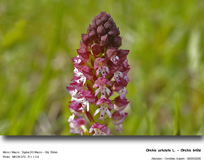 Orchis ustulata L. - Orchis brûlé (orchidacées) #3718
