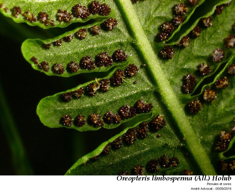 Oreopteris limbosperma (All.) Holub #47036