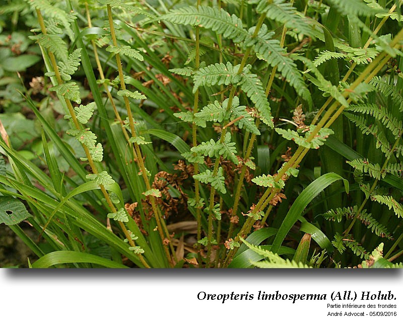 Oreopteris limbosperma (All.) Holub #47033