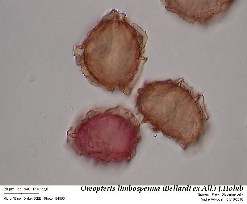 Oreopteris limbosperma (Bellardi ex All.) J.Holub #47212