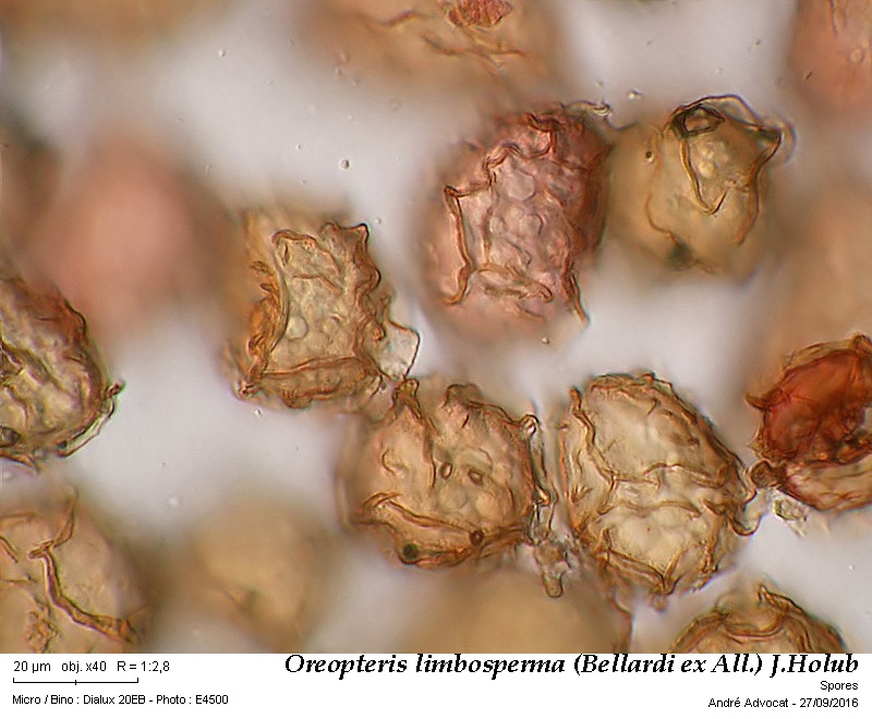Oreopteris limbosperma (Bellardi ex All.) J.Holub #47211