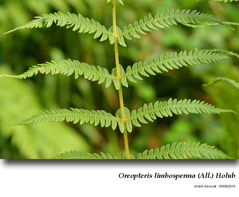 Oreopteris limbosperma (All.) Holub #47032