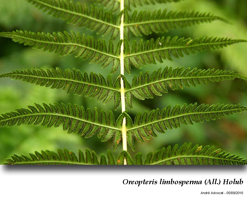 Oreopteris limbosperma (All.) Holub #47035