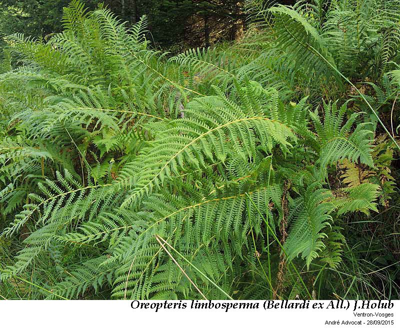 Oreopteris limbosperma (Bellardi ex All.) J.Holub #47210