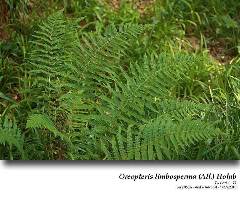 Oreopteris limbosperma (All.) Holub #47031