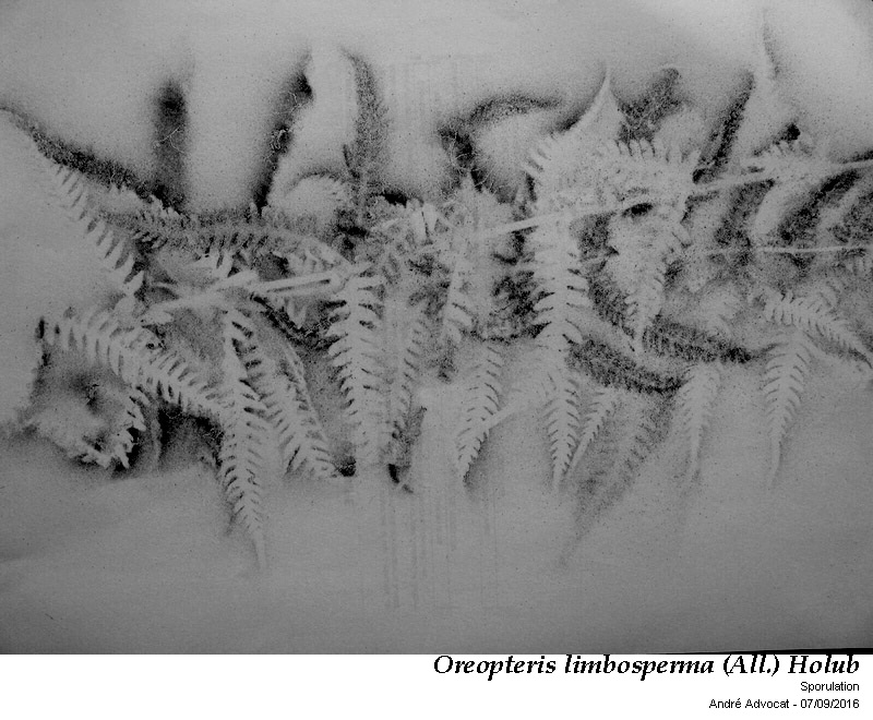 Oreopteris limbosperma (All.) Holub #47037