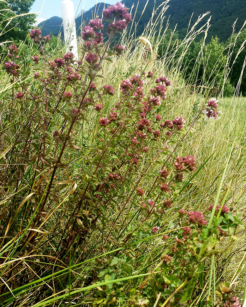 Origanum vulgare #53934