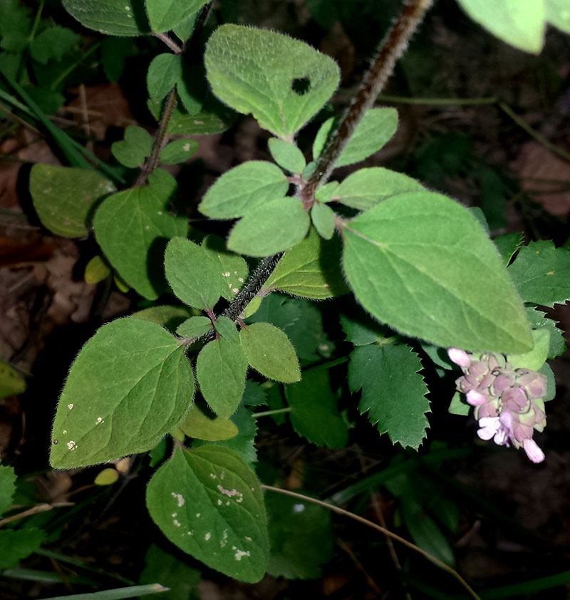Origanum vulgare #53936
