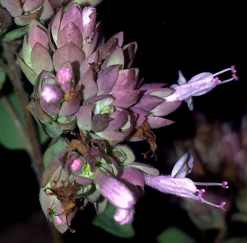 Origanum vulgare #53939