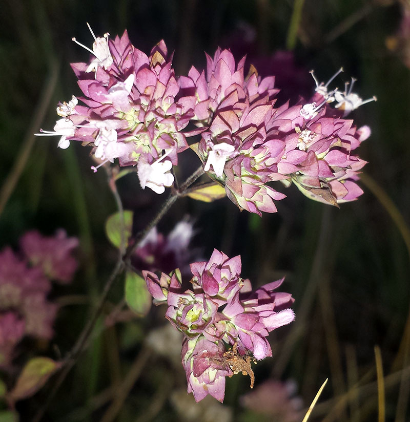 Origanum vulgare #53937