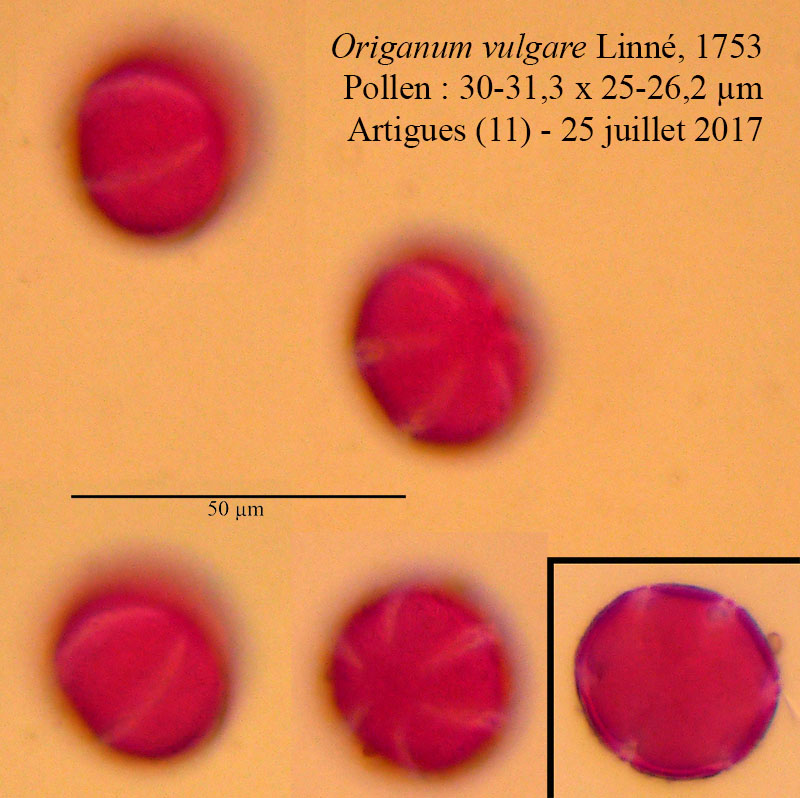 Origanum vulgare #53940