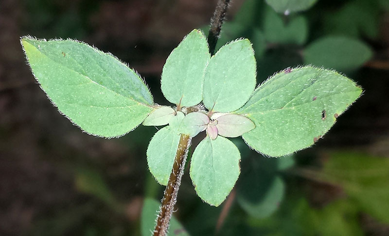 Origanum vulgare #53935