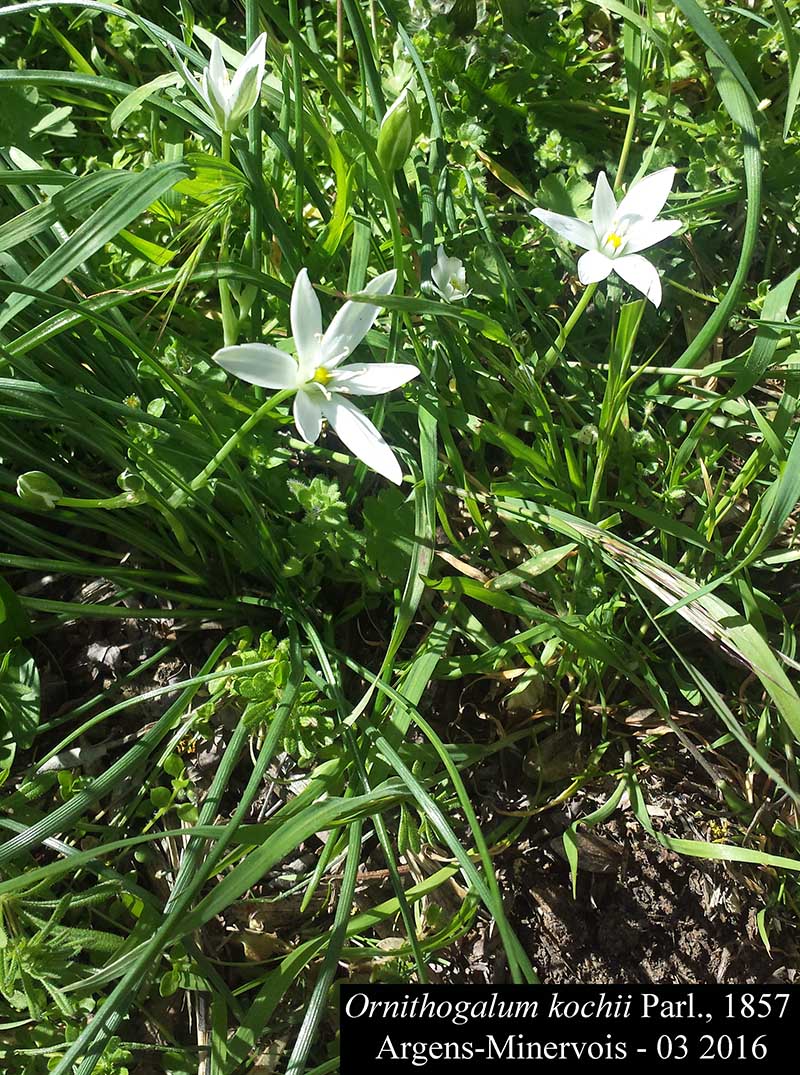Ornithogalum kochii #44437