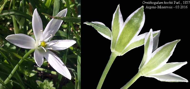 Ornithogalum kochii #44439