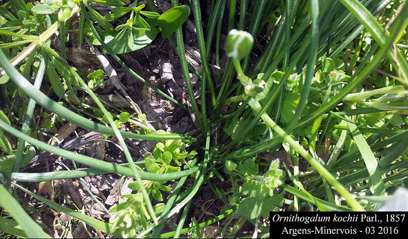 Ornithogalum kochii #44438