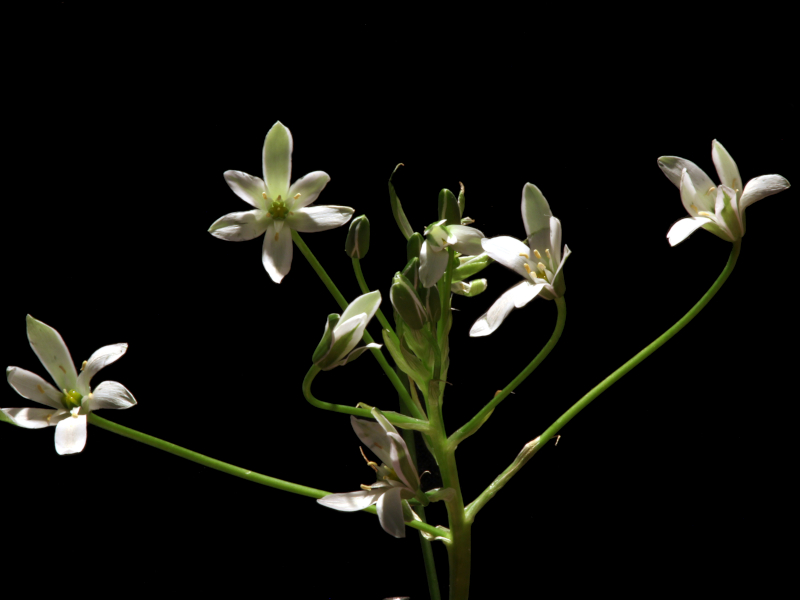 Ornithogalum umbellatum L., 1753 #78700