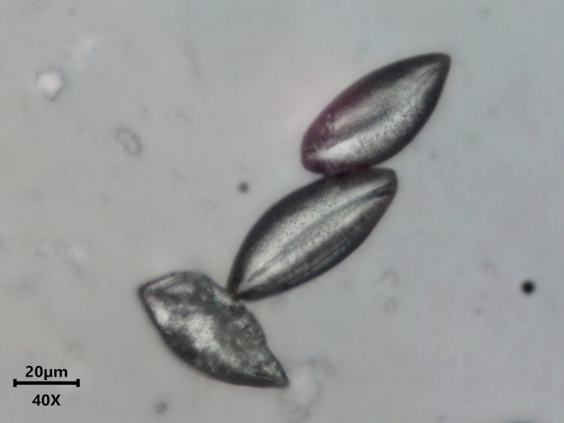 Ornithogalum umbellatum L., 1753 #78707